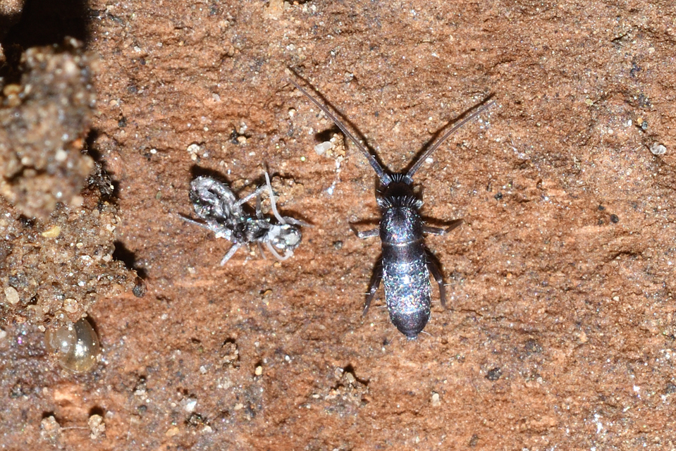 Tomoceridae