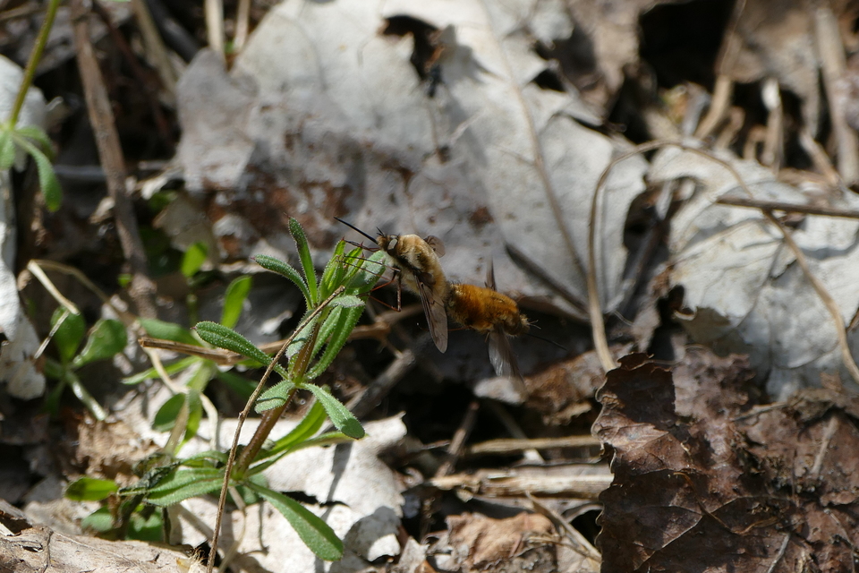 Bombylius major - szegélyes pöszörlégy