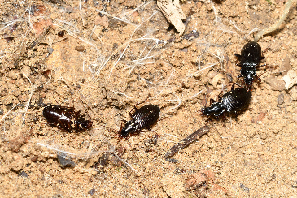 Limodromus assimilis - vöröslábú kisfutó