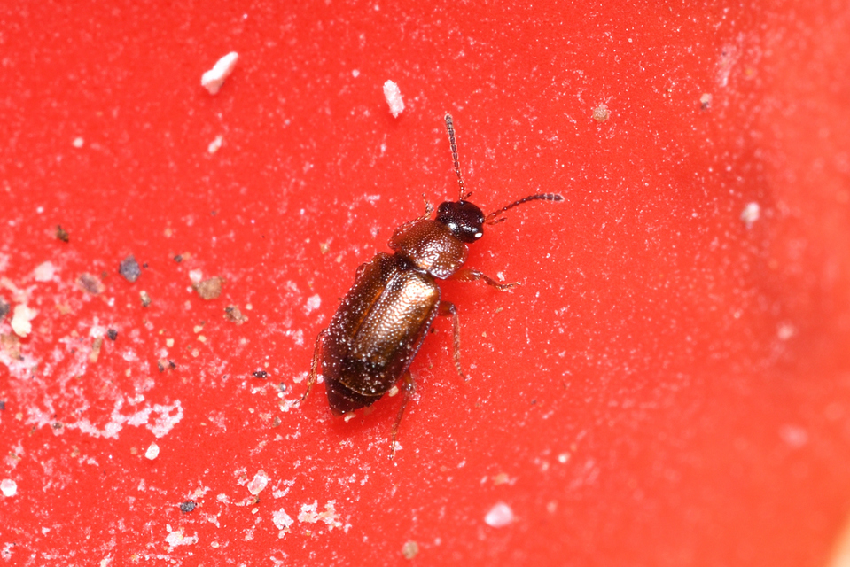 Anthobium atrocephalum - feketésfejű felemásholyva