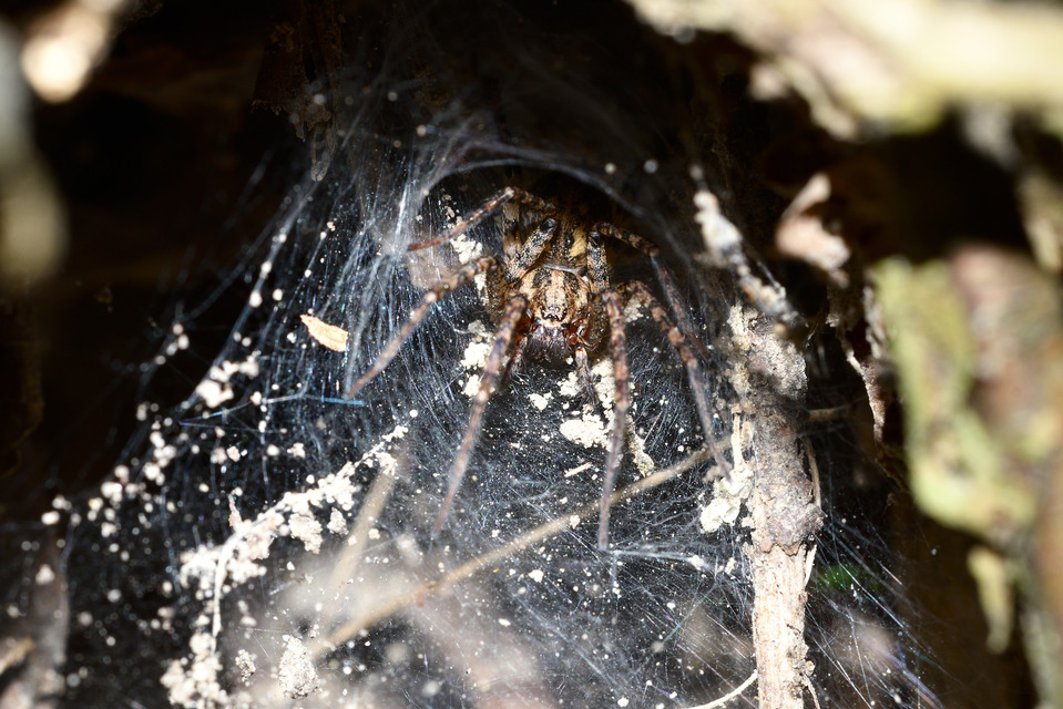 Tegenaria ferruginea - hegyi zugpók