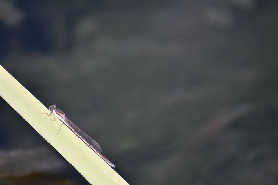 Sympecma fusca - téli rablószitakötő