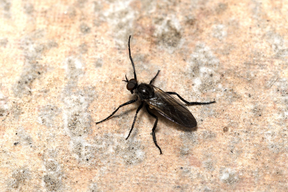 Empididae - táncoslegyek