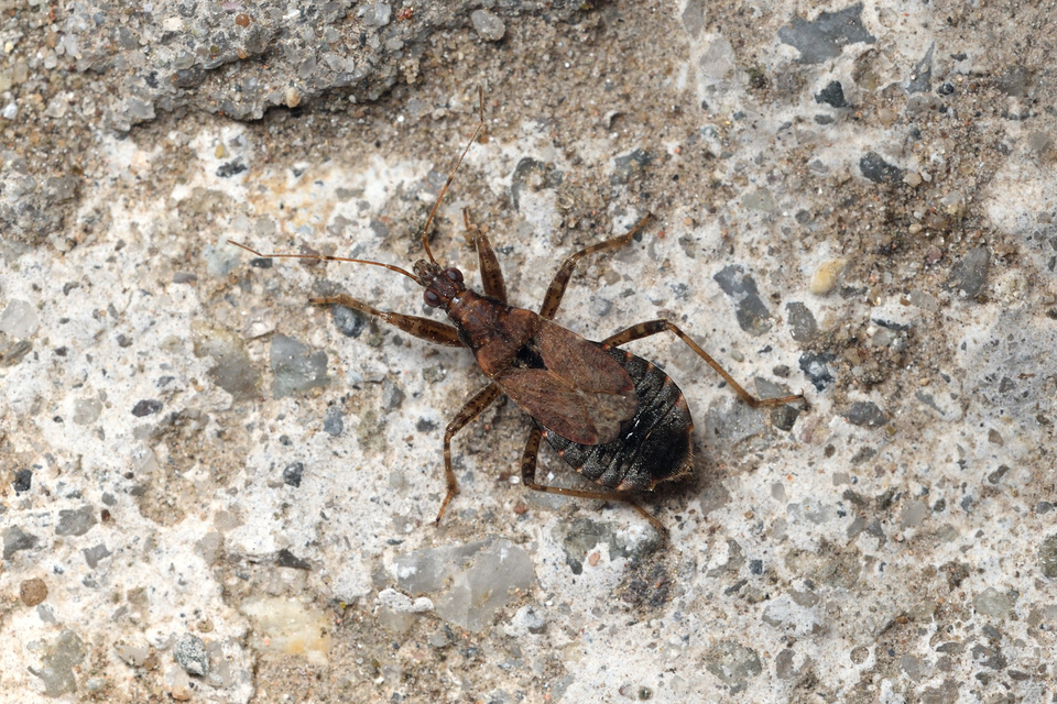 Himacerus