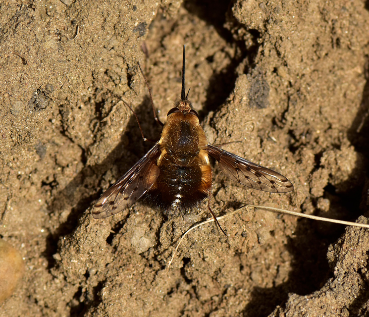 Bombylius discolor - feketefarú pöszörlégy