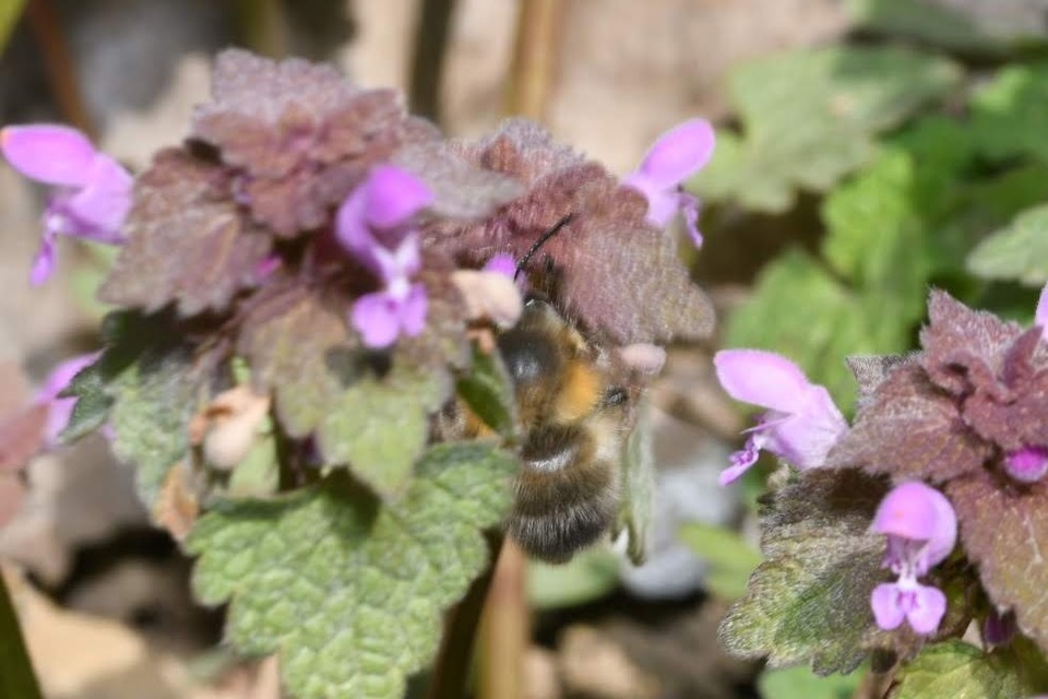 Anthophora