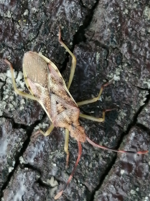 Gonocerus juniperi - boróka-karimáspoloska