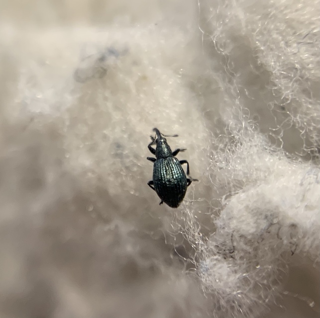 Ischnopterapion virens - lóheregyökér-cickányormányos