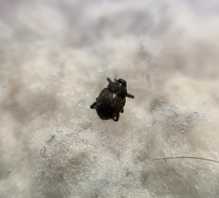Glocianus distinctus - pitypang-gömbdedormányos
