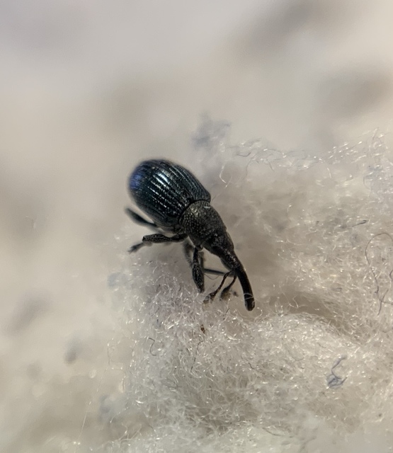 Aspidapion validum - magaspajzsocskájú cickányormányos