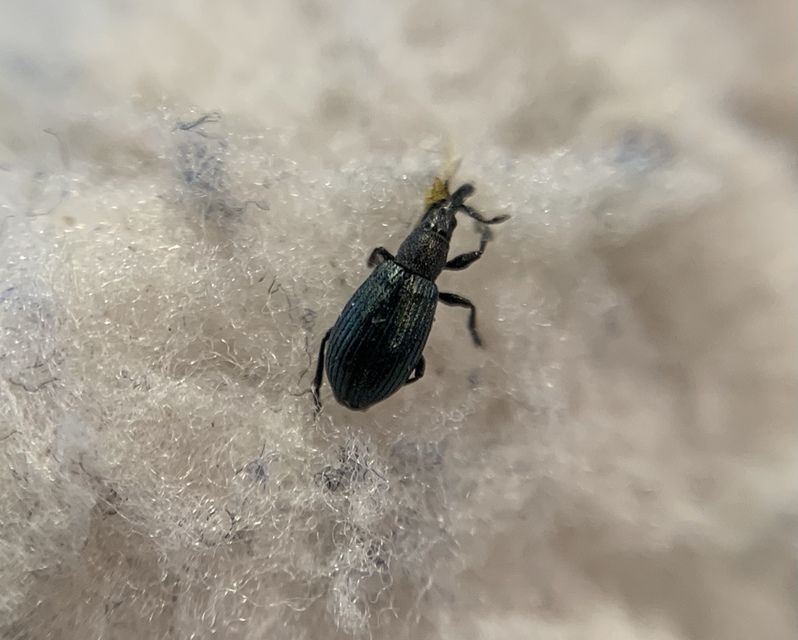 Perapion violaceum - sóska-cickányormányos Perapion violaceum - sóska-cickányormányos