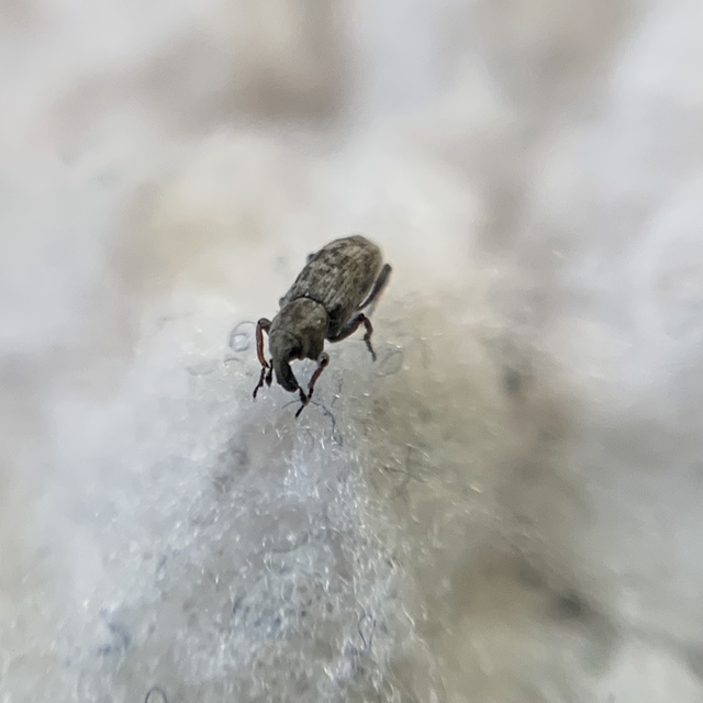 Bagous tempestivus - boglárka-víziormányos Bagous tempestivus - boglárka-víziormányos