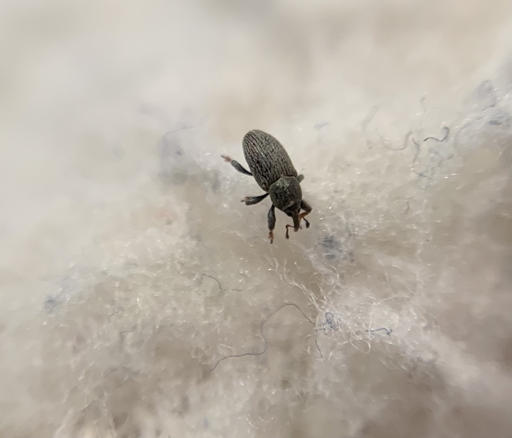 Tychius picirostris - szurkosorrú tímárormányos