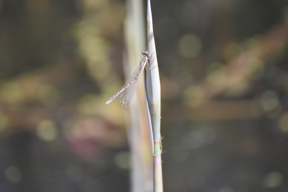 Sympecma fusca - téli rablószitakötő