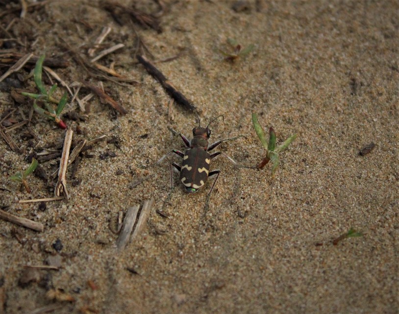Cicindela hybrida - öves homokfutrinka