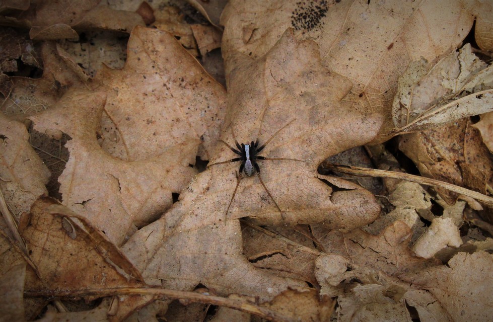 Pardosa alacris/lugubris