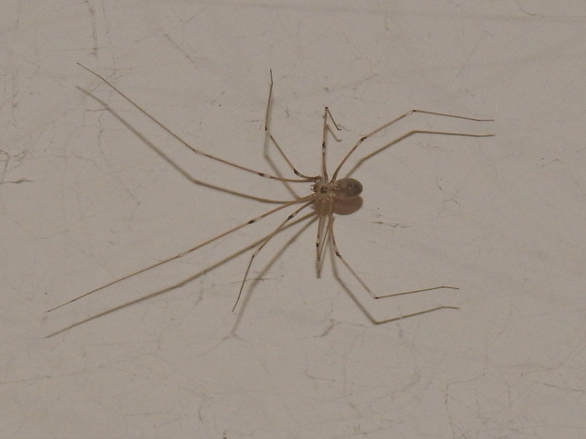 Pholcus phalangioides - nagy álkaszáspók Pholcus phalangioides - nagy álkaszáspók