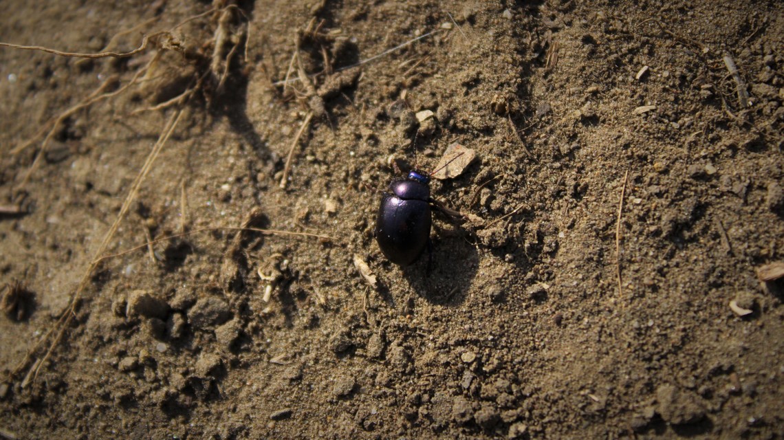 Chrysolina sturmi - vöröslábú levelész