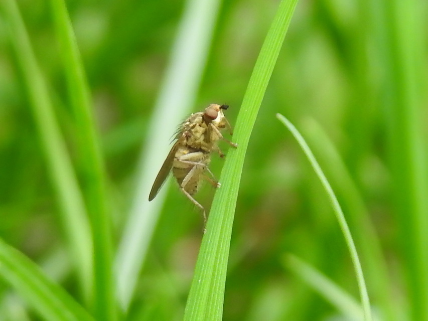Scathophaga stercoraria - közönséges trágyalégy