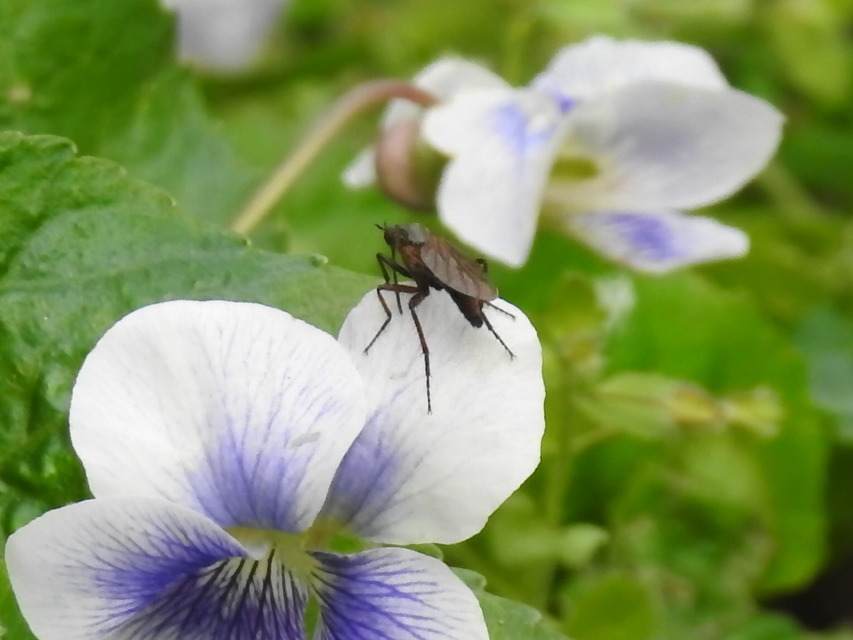 Empididae - táncoslegyek