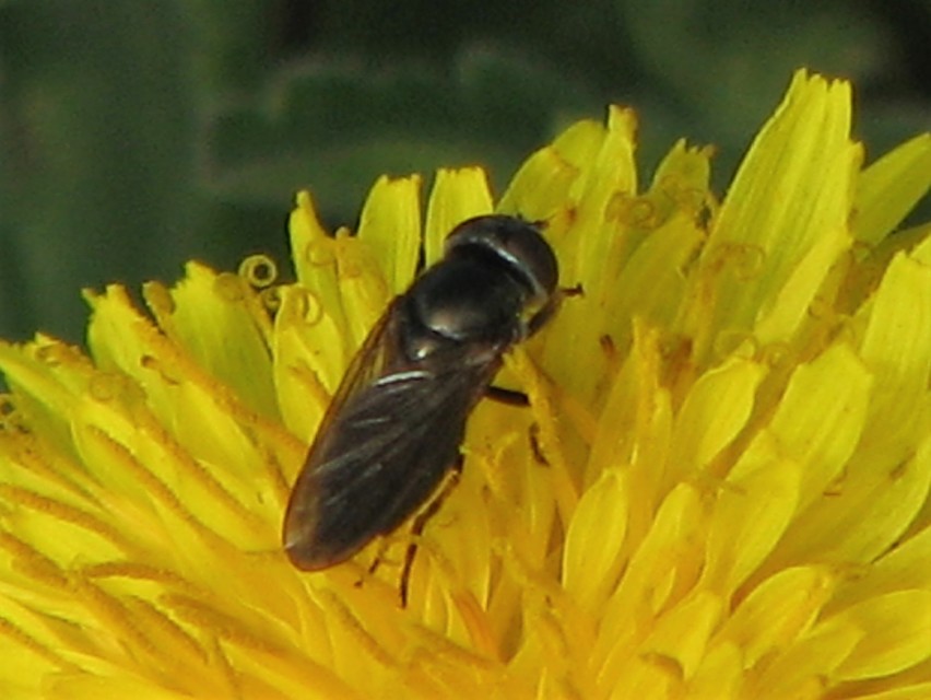 Cheilosia