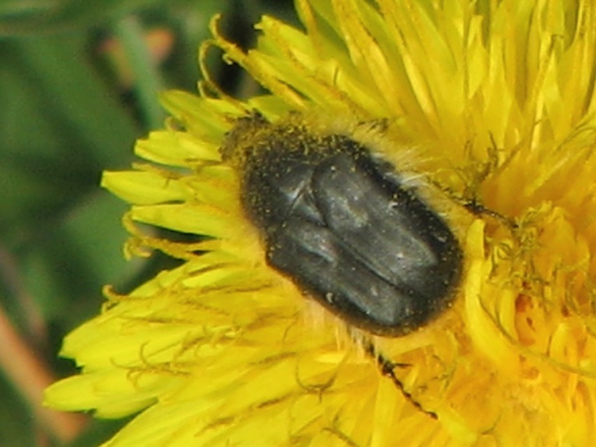 Tropinota hirta - bundás virágbogár