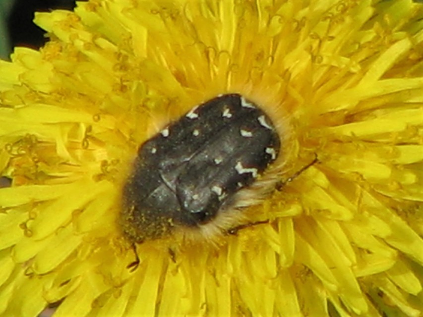 Tropinota hirta - bundás virágbogár