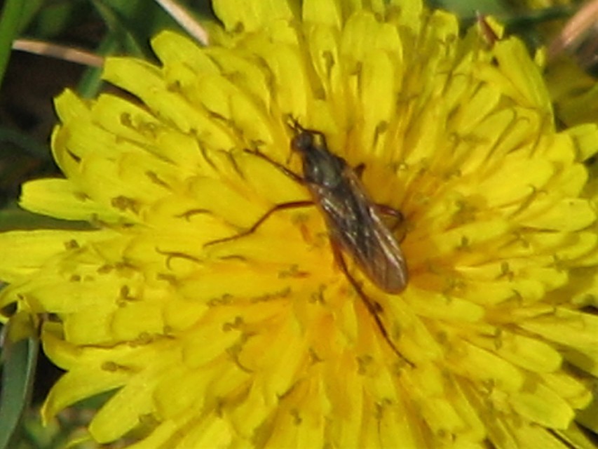 Empididae - táncoslegyek
