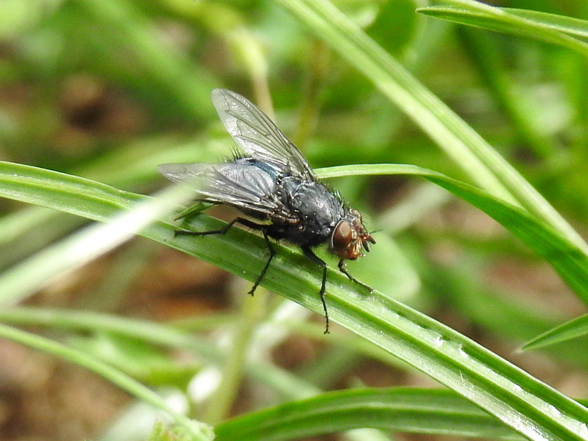 Calliphora