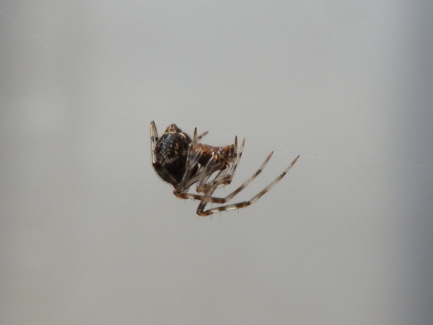Parasteatoda