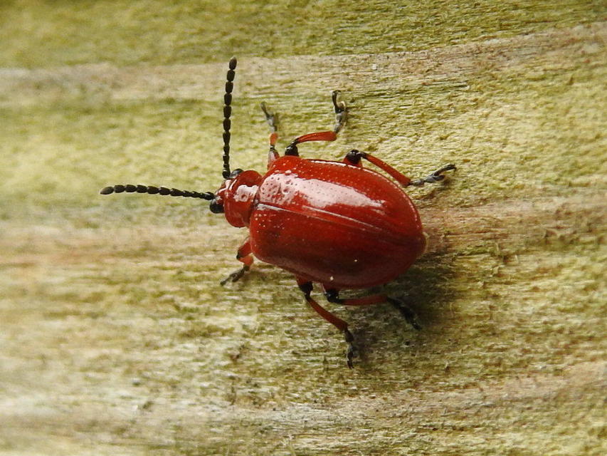 Lilioceris merdigera - hagymabogár Lilioceris merdigera - hagymabogár