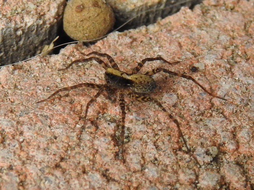 Pardosa alacris/lugubris