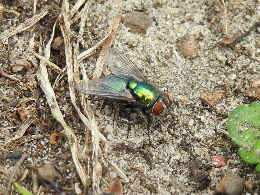 Lucilia sericata - selymes döglégy