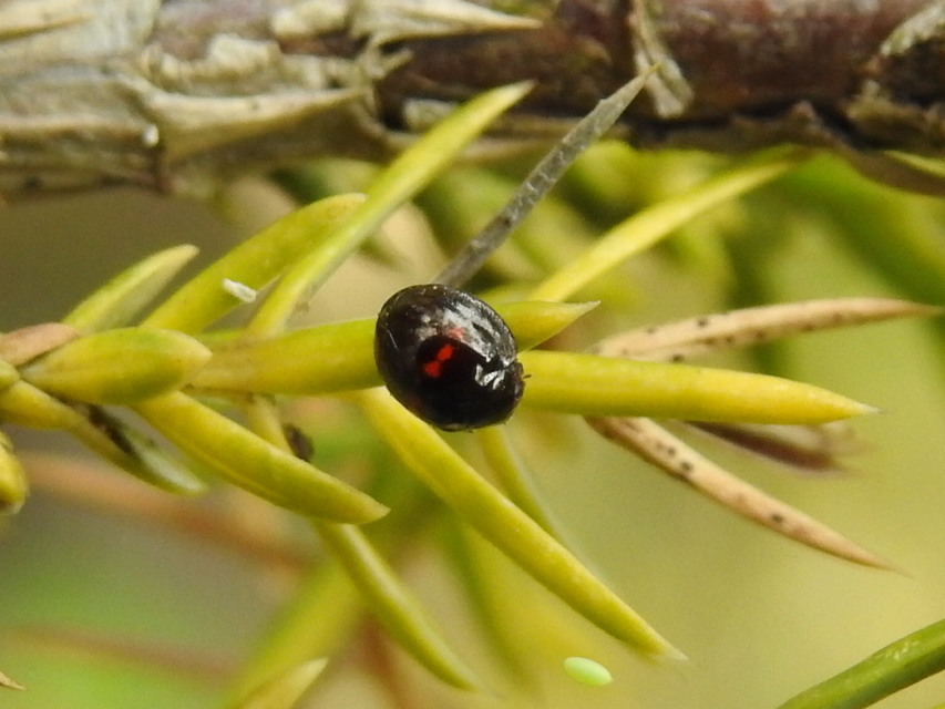 Chilocorus bipustulatus - szalagos szerecsenkata