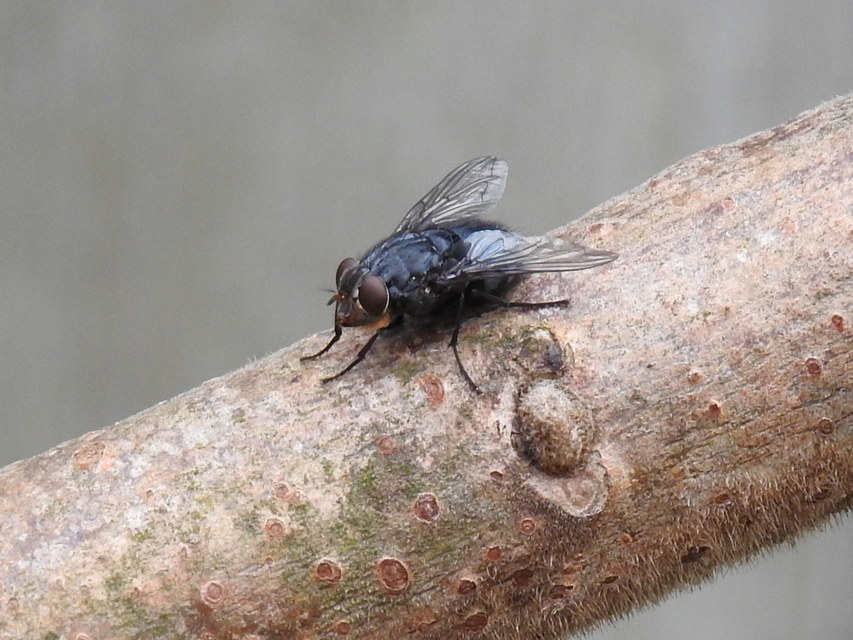 Calliphora vomitoria - feketearcú dongólégy