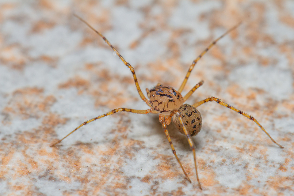 Scytodes thoracica - közönséges csupaszpók