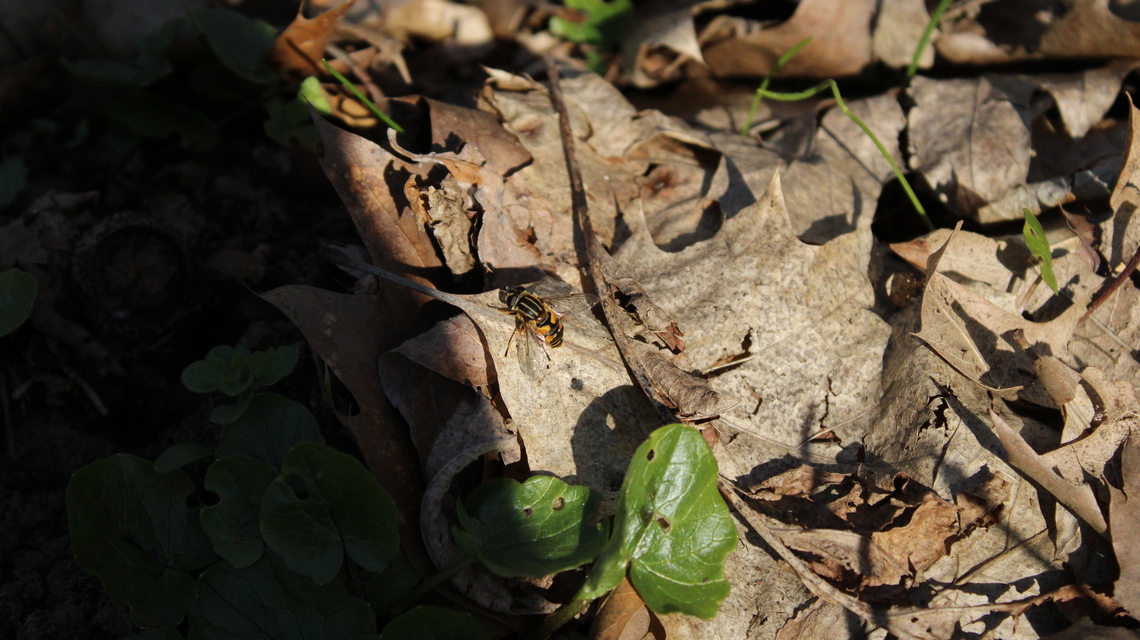 Helophilus pendulus - közönséges mocsárilégy