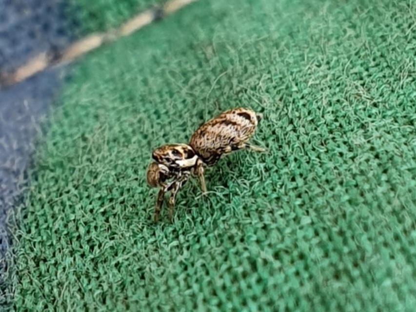 Salticus