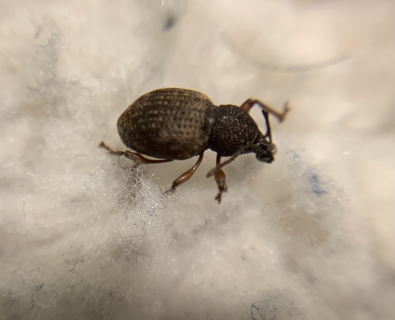 Otiorhynchus raucus - molyhos gyalogormányos