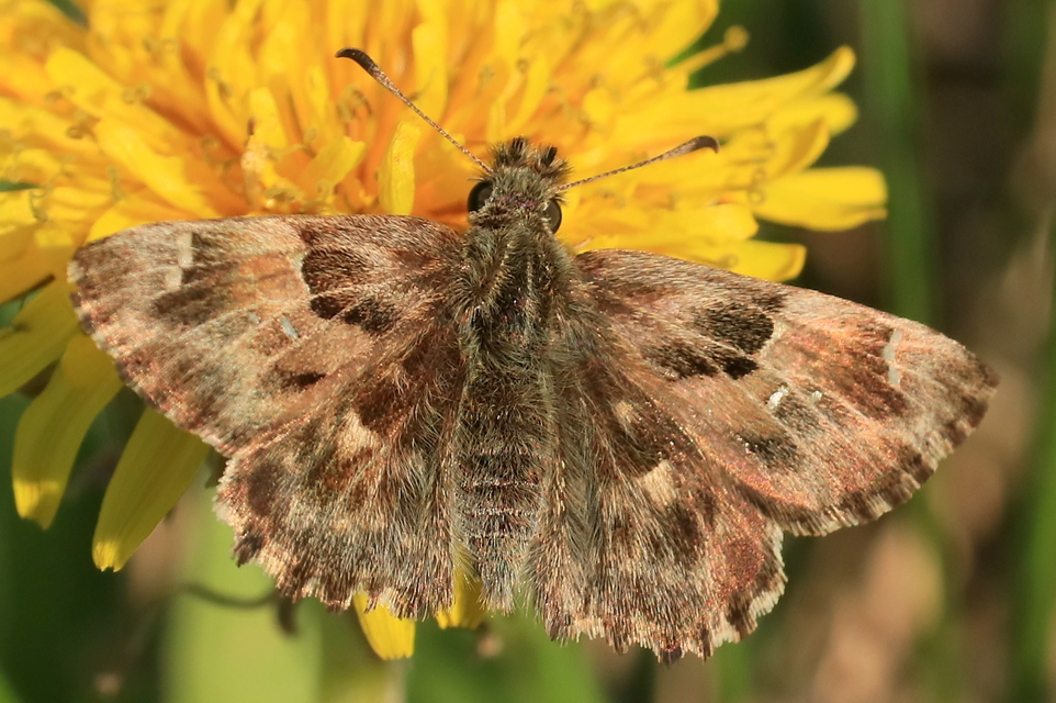 Carcharodus alceae - mályva-busalepke