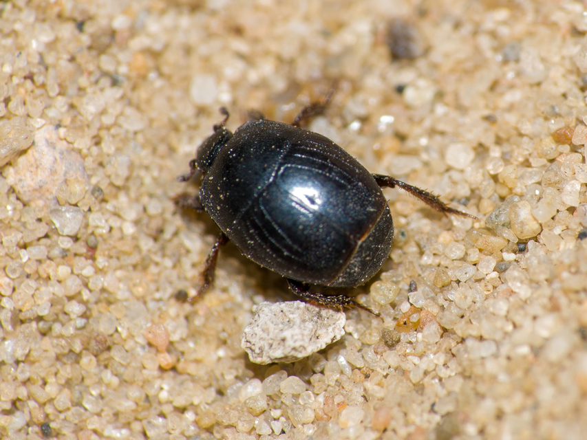 Hypocaccus metallicus - fekete trágyasutabogár