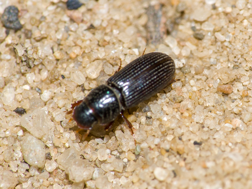 Pleurophorus caesus - hengeres trágyabogár
