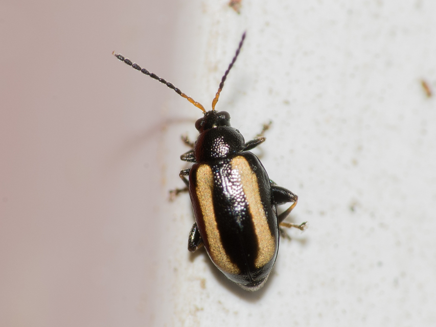 Phyllotreta