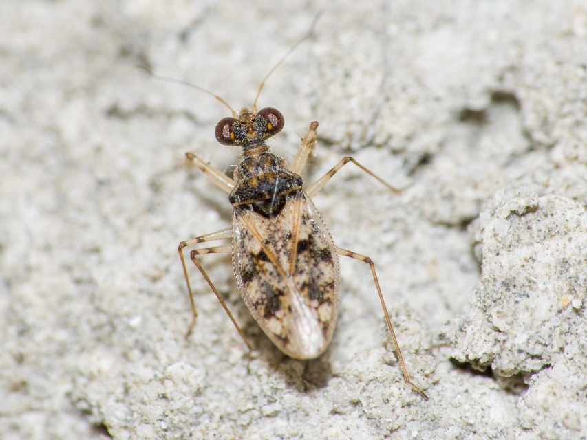 Leptopus marmoratus - kövipoloska