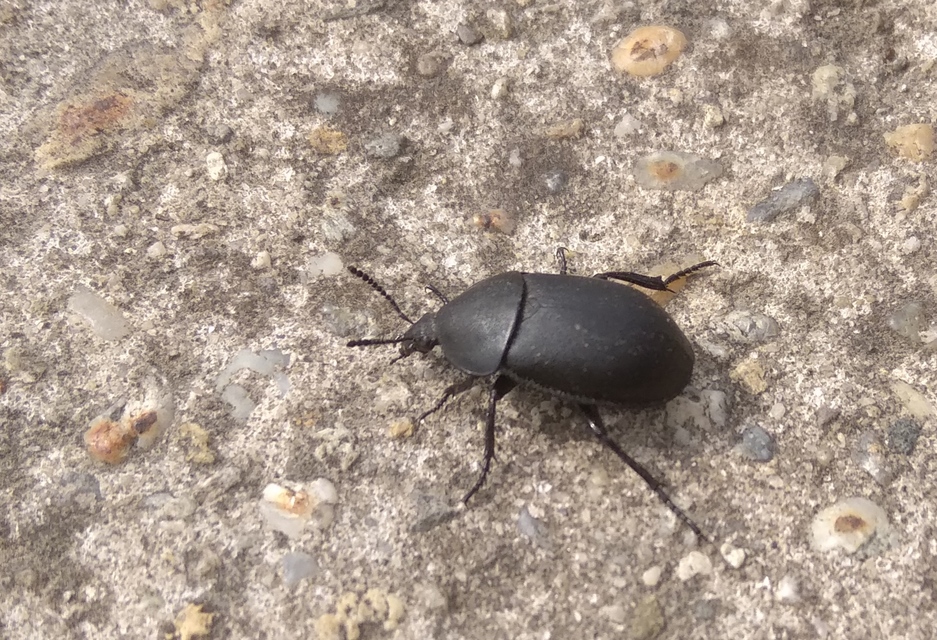 Ablattaria laevigata - sima csigarabló