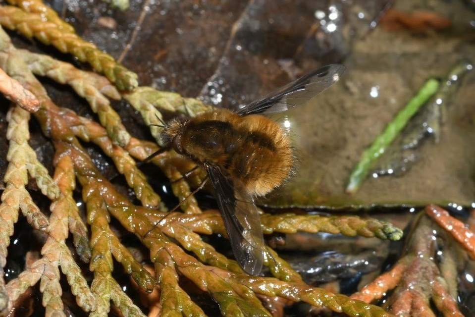 Bombylius major - szegélyes pöszörlégy