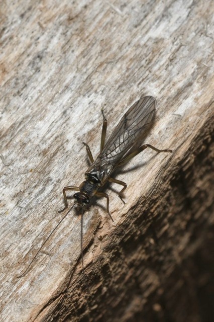 Plecoptera - Álkérészek