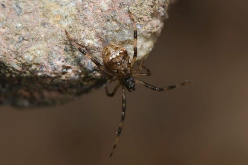 Episinus angulatus