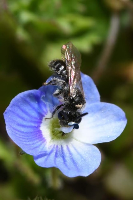 Andrena
