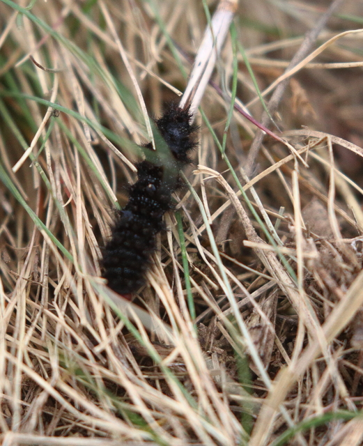 Melitaea cinxia - réti tarkalepke
